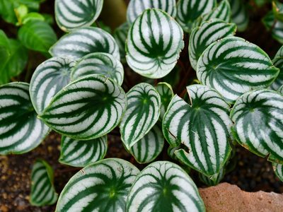 Cáscara de nuez: la planta que enamora por su textura y color, y que vas a querer tener en casa