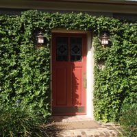 Las 5 plantas que tenés que tener en tu jardín o balcón para que los vecinos no te espíen