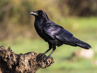 Curiosidades del cuervo, el pájaro majestuoso que tiene mala fama