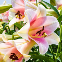 Las plantas que nacen solas, resisten lo que sea y dan las flores más hermosas, similares a las orquídeas