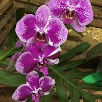 El abono casero con 2 ingredientes que necesitan tus orquídeas para florecer en invierno