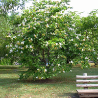 El árbol de bellas flores, muy similares a las Orquídeas, que es ideal para poner en la vereda o en tu jardín