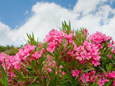 La planta que muchas abuelas tenían en su jardín, da hermosas flores, pero esconde un peligroso secreto