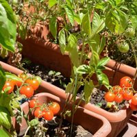 No requieren mucho espacio: plantas para cultivar en macetas