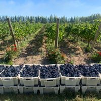 Fiesta en Mendoza: abrieron los restaurantes de bodegas al turismo