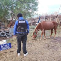 Maltrato animal en Centenario: allanaron un predio para rescatar a un caballo desnutrido