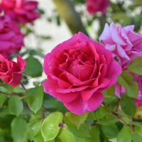 Llená tu jardín de rosas con esta técnica de multiplicación que los jardineros no quieren que sepas