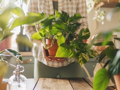 La energía de tu hogar podría estar en riesgo: 3 plantas que el Feng Shui no recomienda en interiores