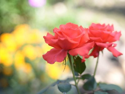 Plantas: el truco infalible para curar las manchas negras en tus rosales, que son muy comunes en otoño