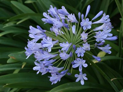 Agapanthus tornado: la especie que seguro no conocías, de fácil cuidado y que vas que querer para llenar tu jardín de flores