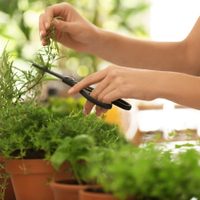 De la huerta a la mesa: animate a cultivar tus propias plantas aromáticas con estos consejos de los expertos jardineros