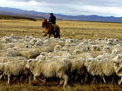 Próximo destino: ¡China! El gobierno asiático aprobó la exportación de carne ovina patagónica