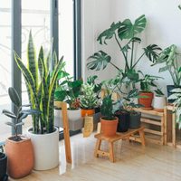 Plantas de interior: cómo cuidarlas de la calefacción
