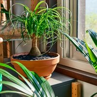 La planta favorita de las abuelas que tenés que regar dos veces al mes en verano y atrae el dinero a tu hogar