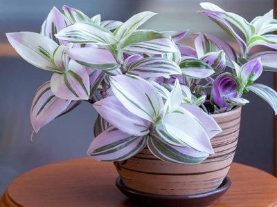 Creá un efecto “cascada” en tu jardín con esta exótica y hermosa planta que tiene el más lindo color
