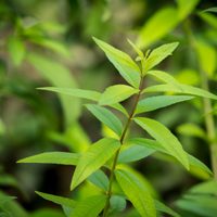 Seguro no lo sabías: el yuyo que probablemente crece en tu jardín y que es muy valioso