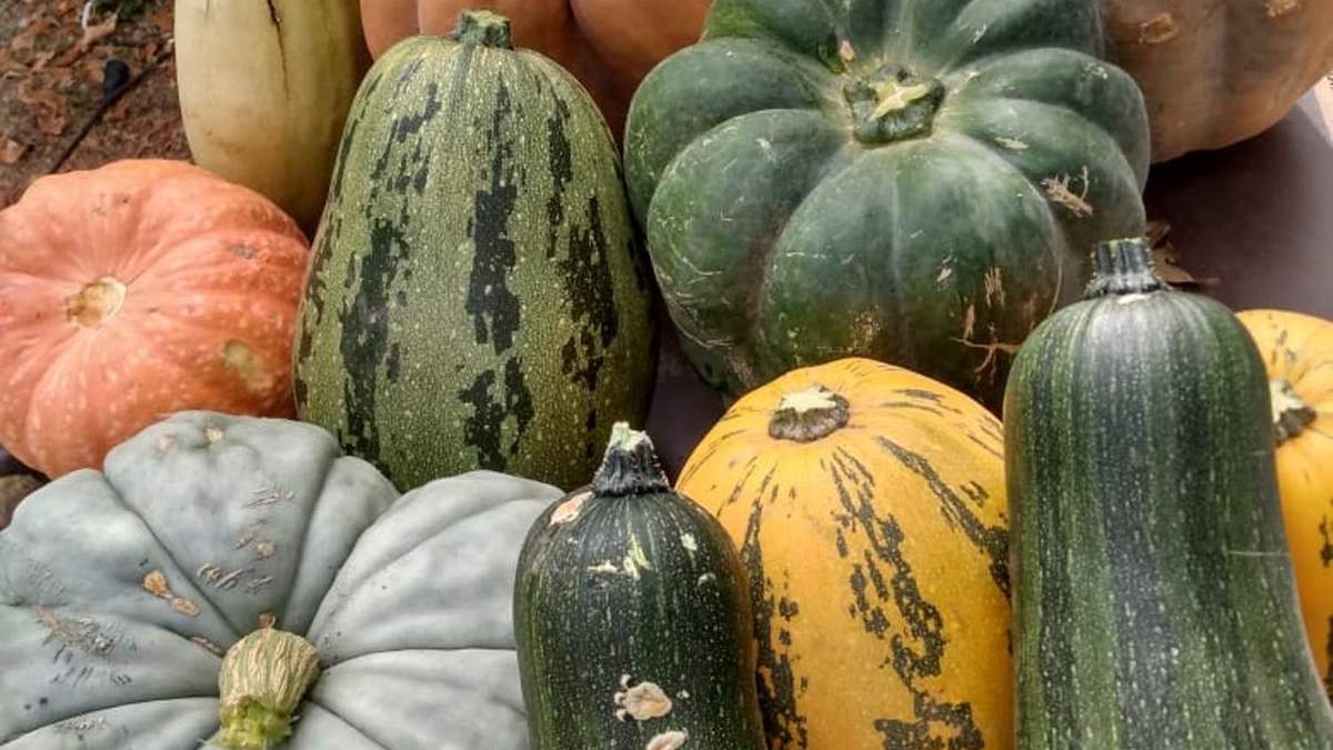 Producen 5 mil kilos de zapallos en huertas. Fuente: Facebook)
