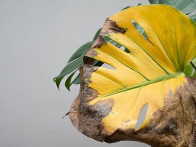 Por qué las hojas de tus plantas se ponen amarillas y secas: el truco casero para vuelvan a estar verdes