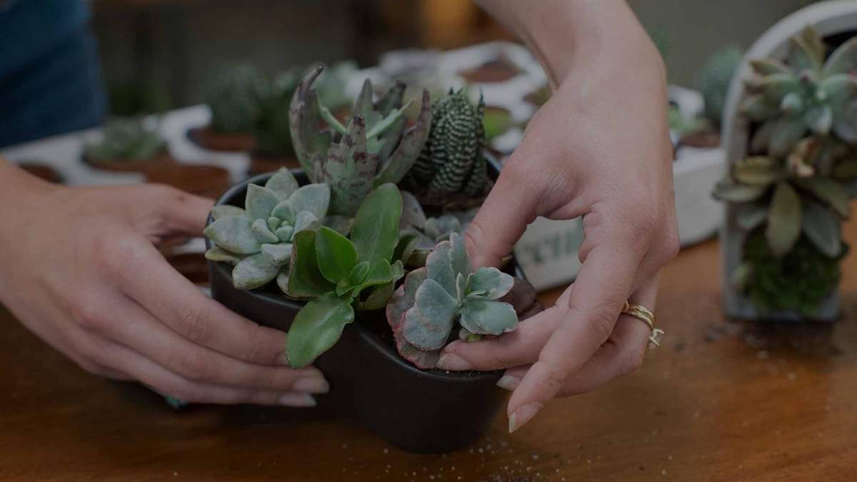 Plantas. Fuente: (Costa Farms)