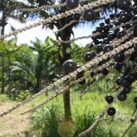 El lado B del asaí, la fruta amazónica que salió de Brasil y conquistó al mundo en los últimos años