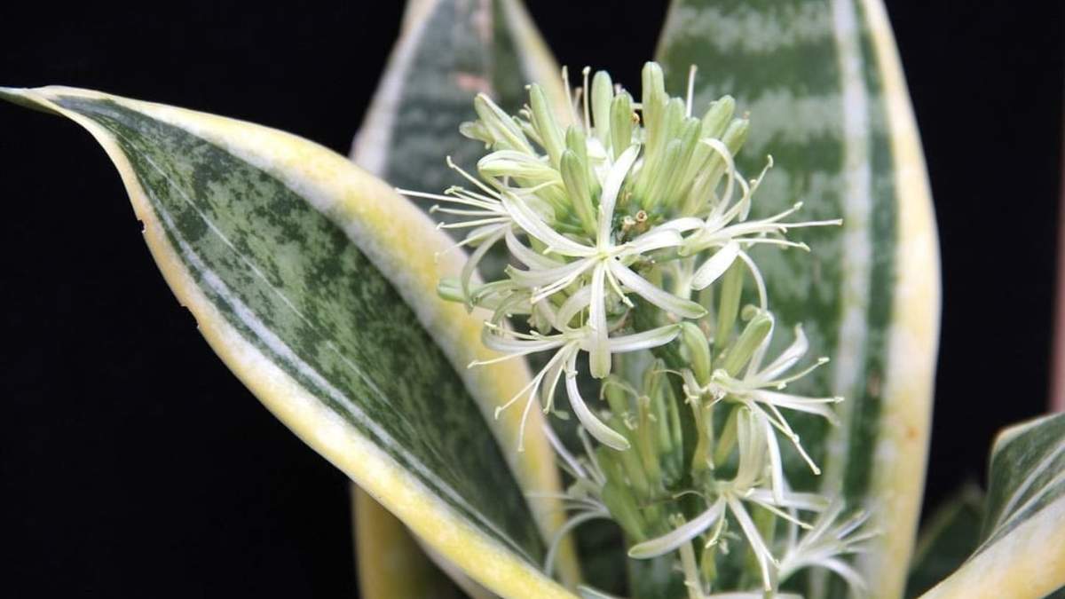 Sansevieria. Fuente: (Instagram).