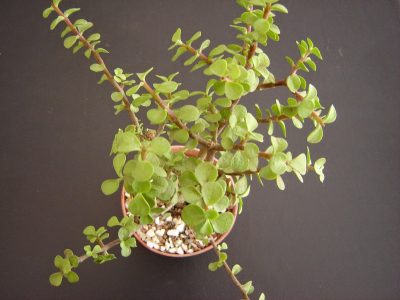 La suculenta colgante, fácil de cuidar, que regala flores hermosas y seguro no lo sabías