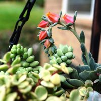 El abono casero para que las suculentas crezcan hermosas y se llenen de flores
