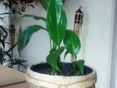 Sin coser ni un punto, hacé estos portamacetas de tela que son un sueño