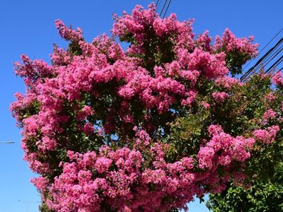 Conocé la planta perfecta para tu jardín en primavera-verano porque explota de hermosas flores