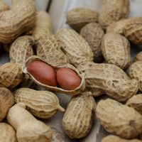 No tires las cáscaras de maní: mirá lo útiles que son para crear el florero más glamuroso