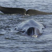Islandia autoriza la caza de 128 ballenas de aleta este año