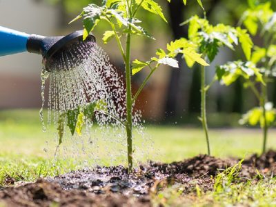 La planta que todos riegan mal en verano (y cómo salvarla antes de que se queme)