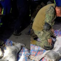 Tras el deslave en el Cerro del Chiquihuite, marino intenta salvarle la vida a perrito (Video)