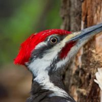 Curiosidades sobre el pájaro carpintero: el ave pequeña que esconde un curioso significado cuando te visita