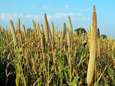 Alimentos para un mundo más caluroso: cinco cultivos que podrían dar de comer al mundo del futuro