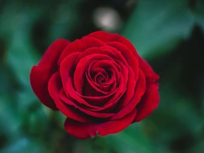 3 trucos para que tus Rosas estén rozagantes como las del vivero y florezcan abundantemente