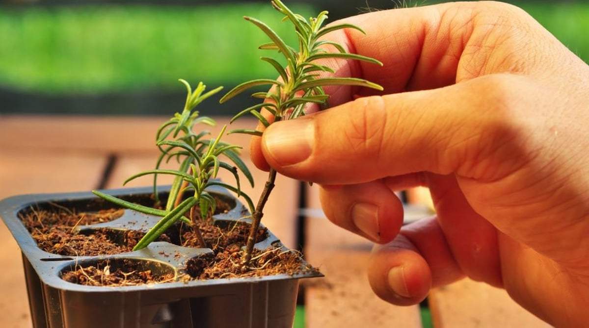 Plantas. Fuente: (Instagram)
