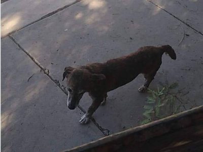 Rescatan en Sonora a perrita víctima de presunto ataque sexual