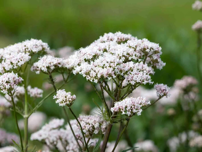 5 plantas nocturnas que son perfectas para la habitación y que aportan un aire de elegancia y calma