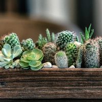 Suculentas: cuántas son las variedades de crasas y cuál es la mejor para cada estilo
