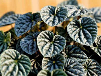 La planta en tendencia y fácil de cuidar que es perfecta para macetas pequeñas