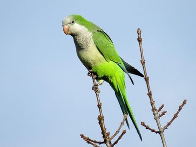 Curiosidades de la cotorra, el pájaro parlanchín que es considerado plaga en España