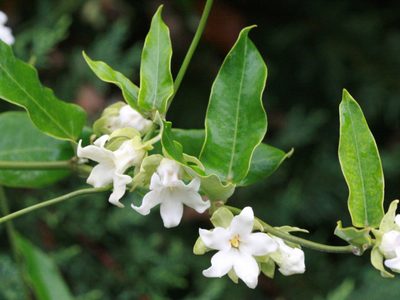 Cubre paredes y tiene flores hermosas: la planta de pocos cuidados que llena tu casa de visitas inesperadas