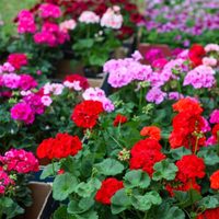 El truco secreto para lograr que tus malvones y geranios se llenen de flores de todos los colores