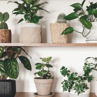 Conocé las plantas de interior que le darán un toque único a tu casa y son las preferidas de muchos