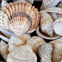 Desempolvá los caracoles que tenés de la playa: con eso y un plato o bandeja vieja, creá este hermoso reloj de pared