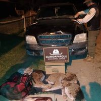 Caza furtiva: interceptan una camioneta y hallan carne de guanaco y cuchillos