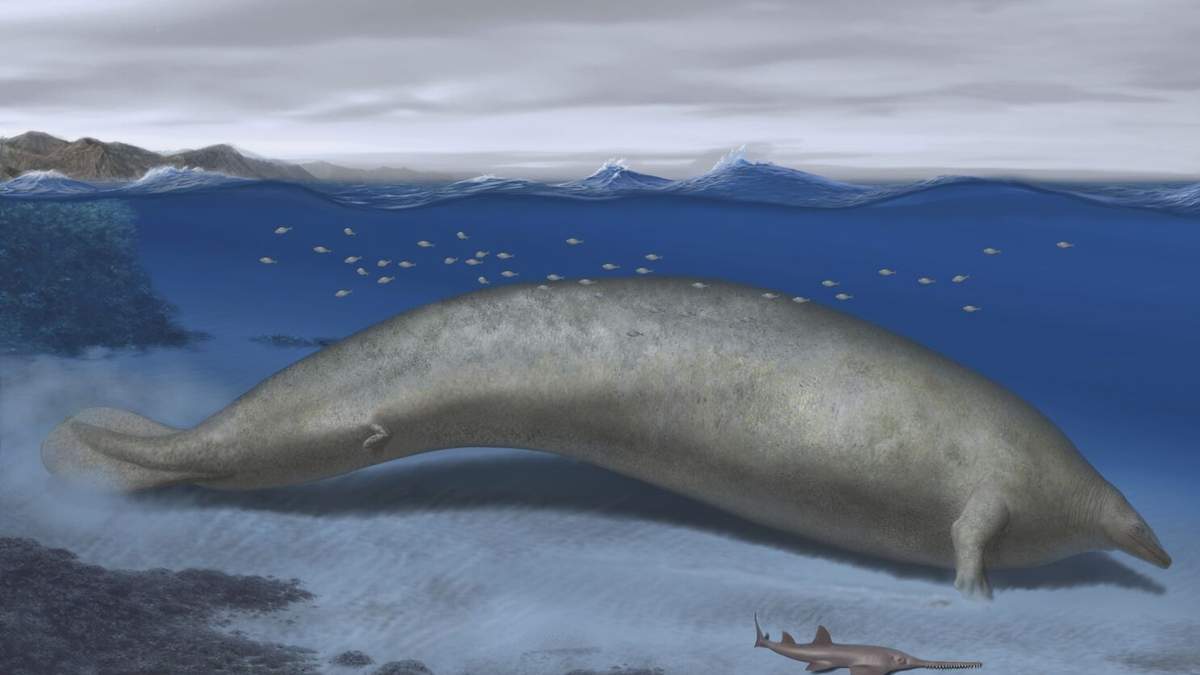 Esta ilustración realizada por el artista Alberti Gennari en 2023 muestra una reconstrucción de Perucetus colossus en su hábitat costero con un cuerpo de 20 metros de largo. La especie descubierta recientemente podría ser el animal más pesado que se conozca, desplazando de ese puesto a la ballena azul. Los científicos la han llamado Perucetus colossus, o “ballena colosal peruana” en su publicación en la revista Nature