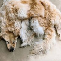 Como tributo, una familia manda a preservar la piel de su perro y crea polémica en redes