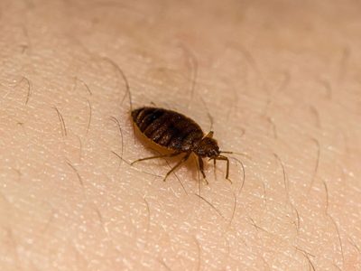 Chinches en casa: Qué enfermedades transmiten y cómo eliminarlas de casa